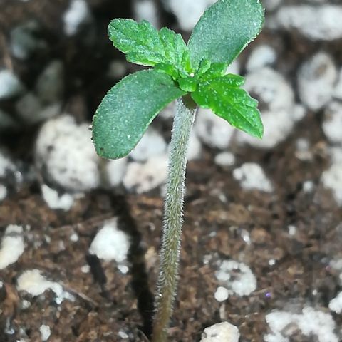 Coronga Rolt Brock growlog photo: 13:00