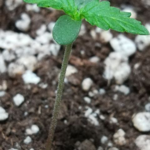 Coronga Rolt Brock growlog photo: 00:00