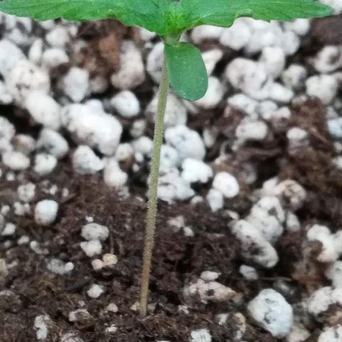Coronga Rolt Brock growlog photo: 13:00