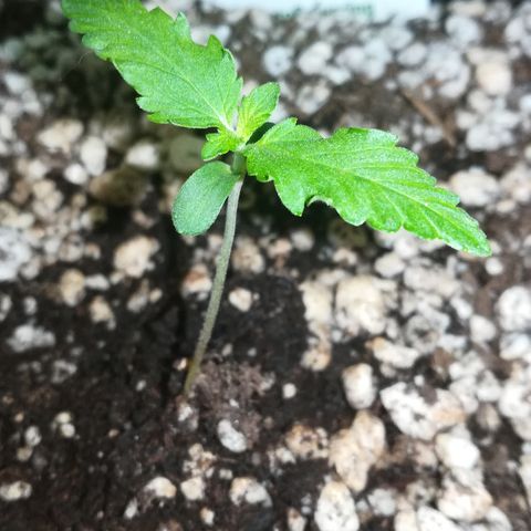 Coronga Rolt Brock growlog photo: 00:00