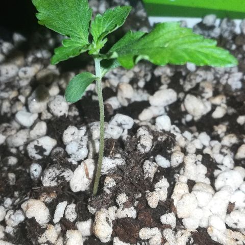 Coronga Rolt Brock growlog photo: 13:00