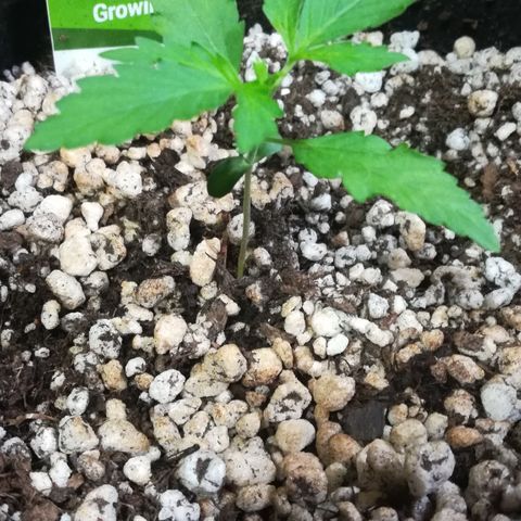 Coronga Rolt Brock growlog photo: 13:00