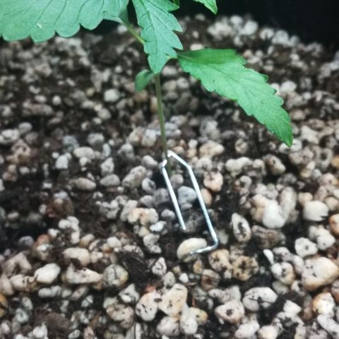 Coronga Rolt Brock growlog timeline photo
