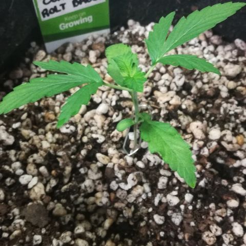 Coronga Rolt Brock growlog timeline photo