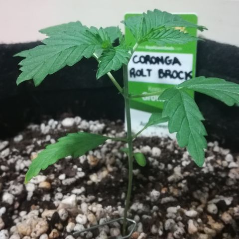 Coronga Rolt Brock growlog timeline photo