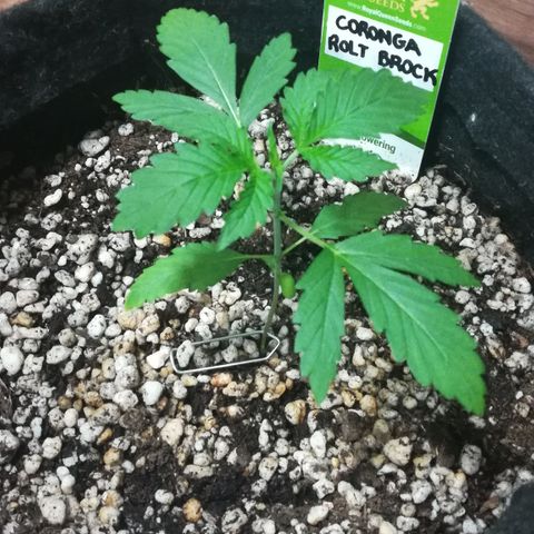 Coronga Rolt Brock growlog timeline photo