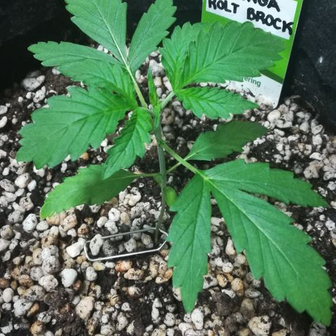 Coronga Rolt Brock growlog timeline photo