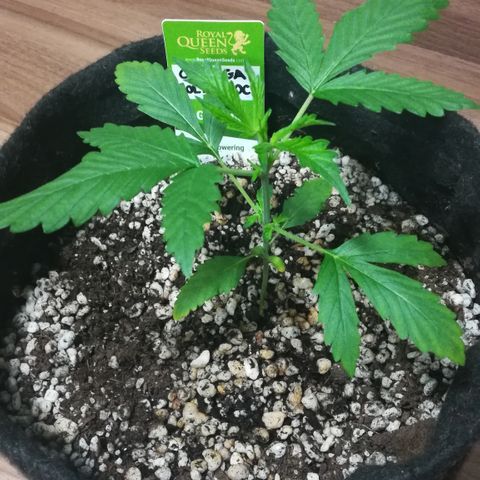 Coronga Rolt Brock growlog timeline photo