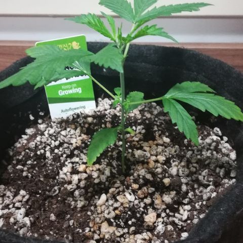 Coronga Rolt Brock growlog timeline photo