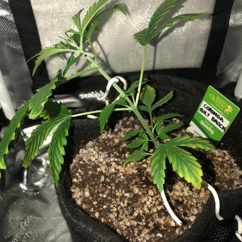 Coronga Rolt Brock growlog photo: Primeiro LST