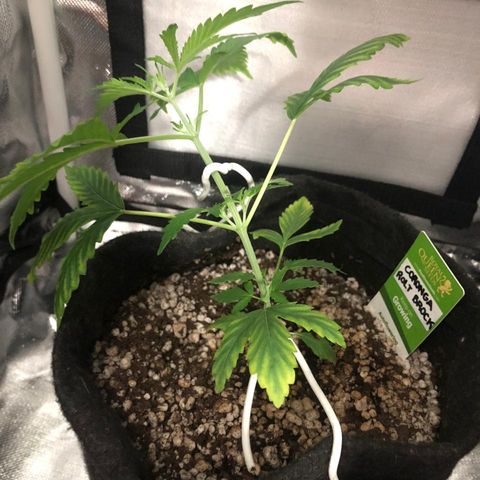 Coronga Rolt Brock growlog photo: Primeiro LST