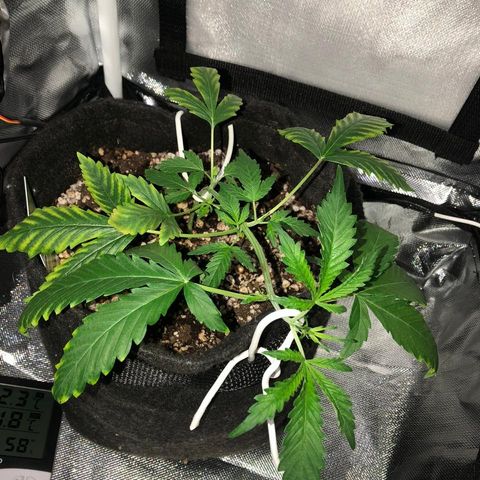 Coronga Rolt Brock growlog timeline photo
