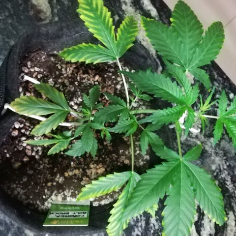 Coronga Rolt Brock growlog timeline photo