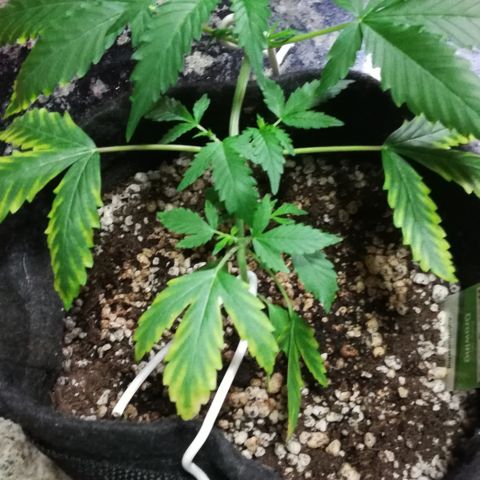 Coronga Rolt Brock growlog timeline photo