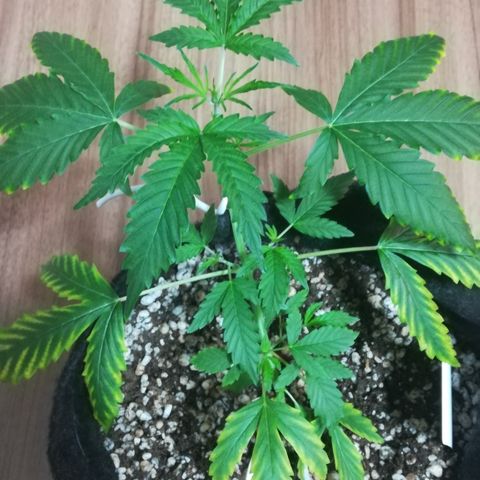 Coronga Rolt Brock growlog timeline photo