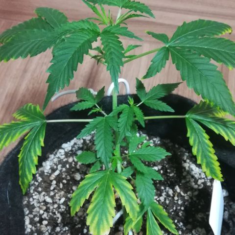 Coronga Rolt Brock growlog timeline photo