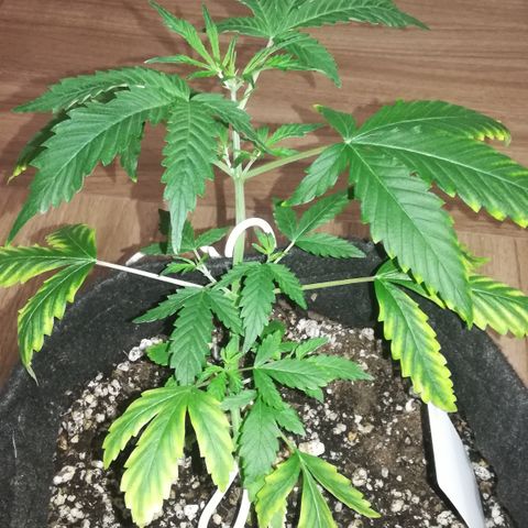 Coronga Rolt Brock growlog timeline photo