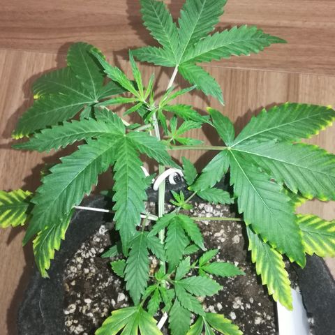 Coronga Rolt Brock growlog timeline photo