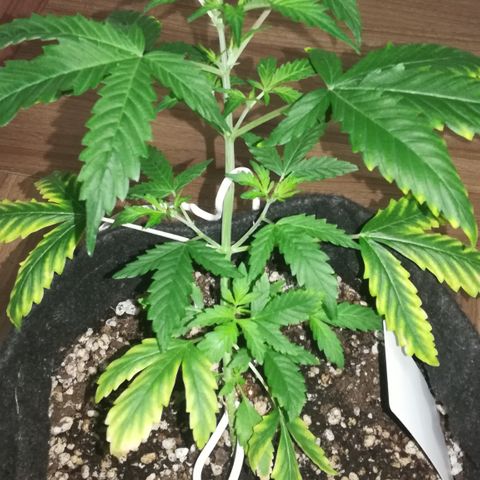 Coronga Rolt Brock growlog timeline photo
