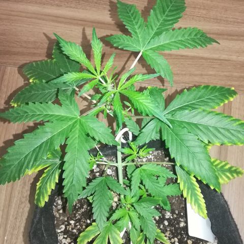 Coronga Rolt Brock growlog timeline photo