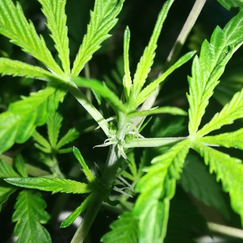 Coronga Rolt Brock growlog timeline photo