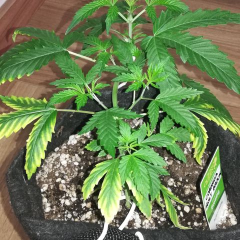 Coronga Rolt Brock growlog timeline photo