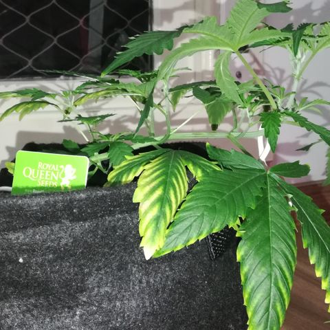 Coronga Rolt Brock growlog timeline photo