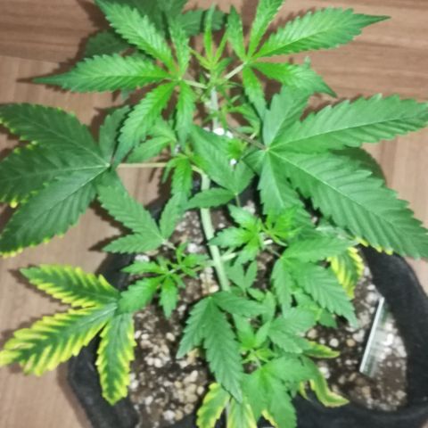 Coronga Rolt Brock growlog timeline photo