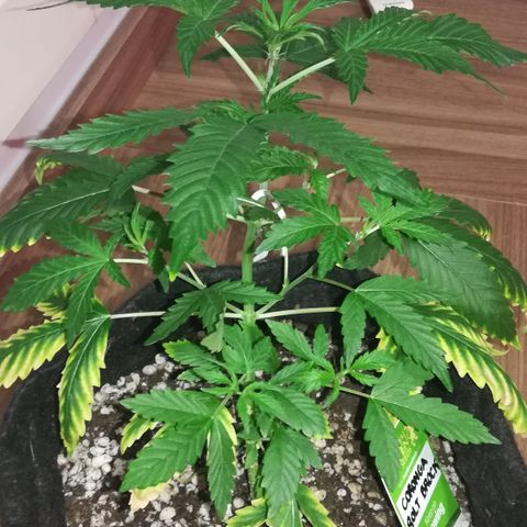 Coronga Rolt Brock growlog timeline photo