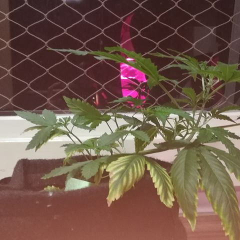 Coronga Rolt Brock growlog timeline photo