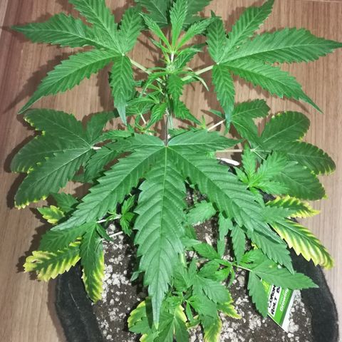 Coronga Rolt Brock growlog timeline photo