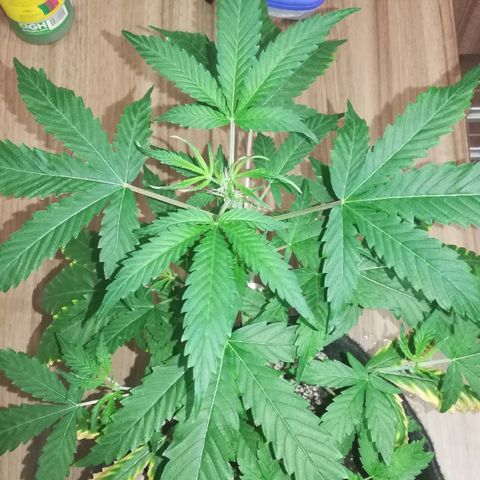 Coronga Rolt Brock growlog timeline photo