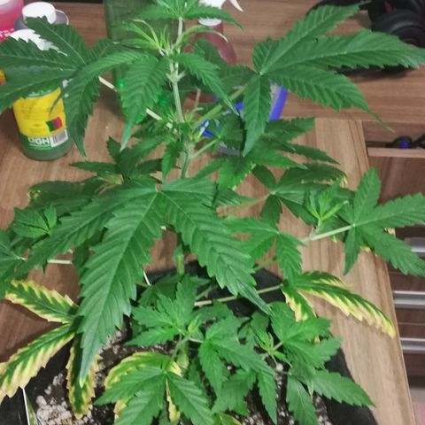 Coronga Rolt Brock growlog timeline photo