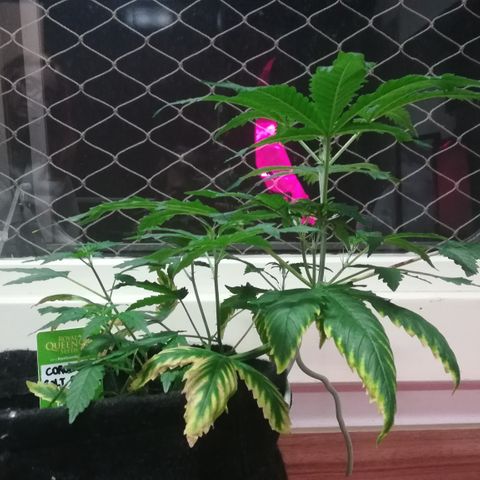 Coronga Rolt Brock growlog timeline photo