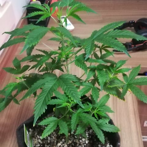 Coronga Rolt Brock growlog timeline photo