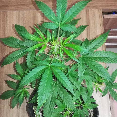 Coronga Rolt Brock growlog timeline photo