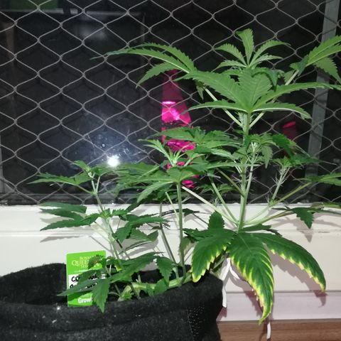Coronga Rolt Brock growlog timeline photo
