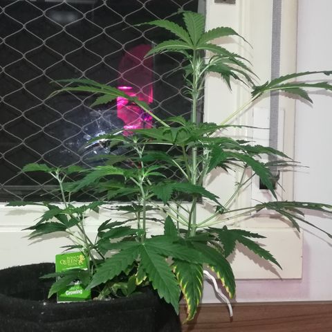 Coronga Rolt Brock growlog timeline photo