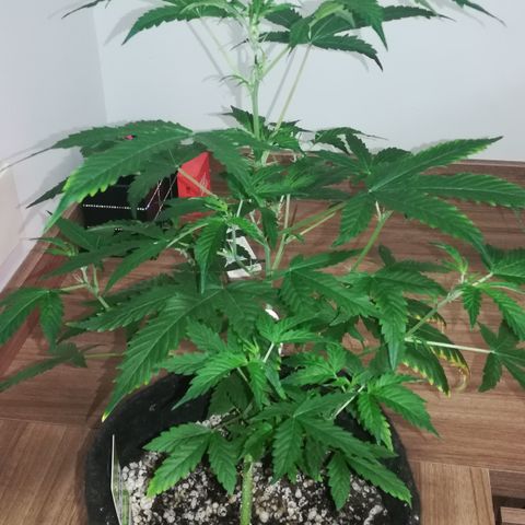 Coronga Rolt Brock growlog timeline photo