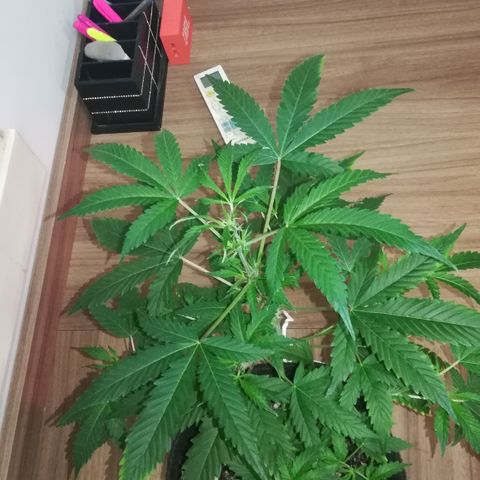 Coronga Rolt Brock growlog timeline photo