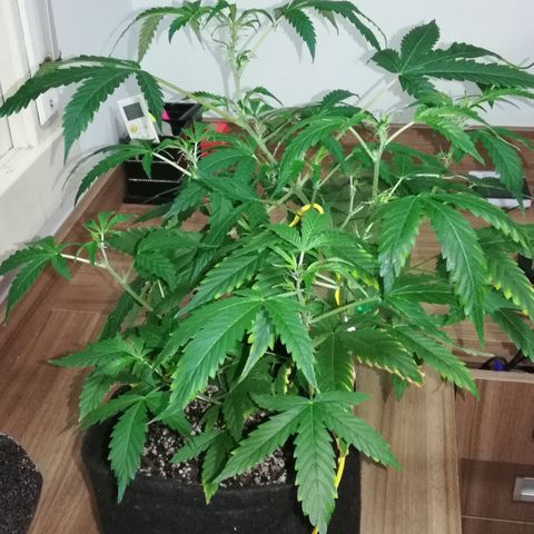 Coronga Rolt Brock growlog timeline photo