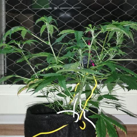 Coronga Rolt Brock growlog timeline photo