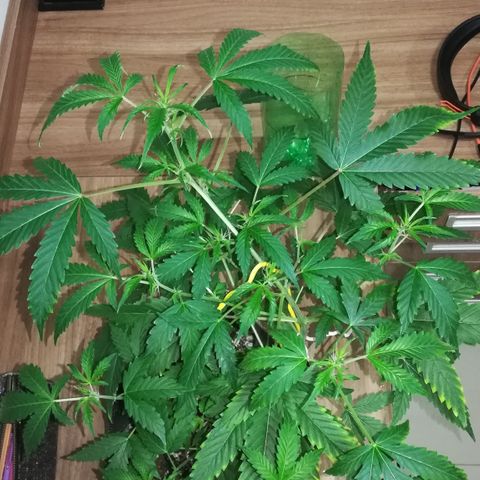 Coronga Rolt Brock growlog timeline photo