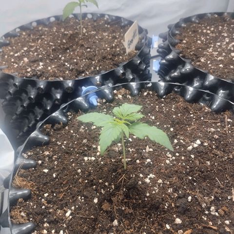Goat'lato growlog timeline photo