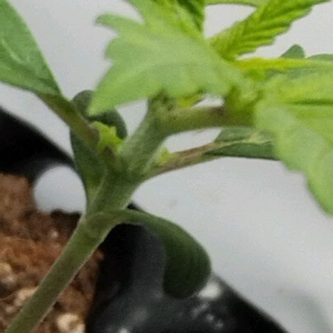 Goat'lato growlog timeline photo