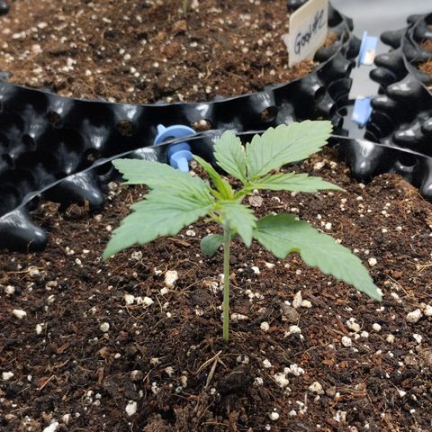 Goat'lato growlog timeline photo