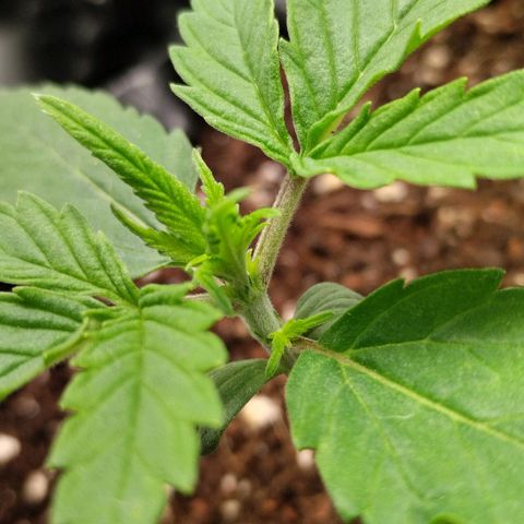 Goat'lato growlog timeline photo