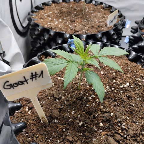 Goat'lato growlog timeline photo