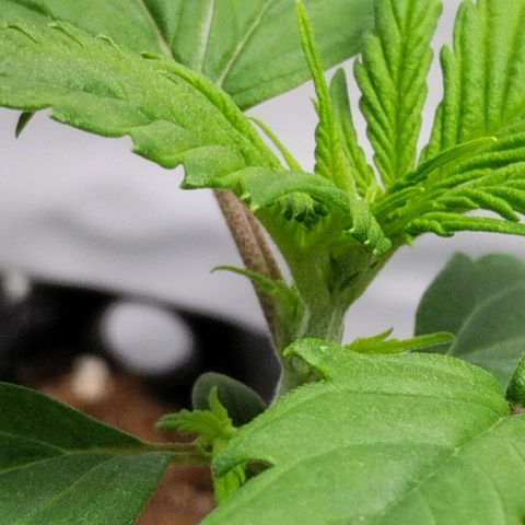 Goat'lato growlog timeline photo