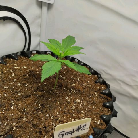 Goat'lato growlog timeline photo